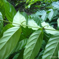 Uncaria elliptica R.Br. ex G.Don